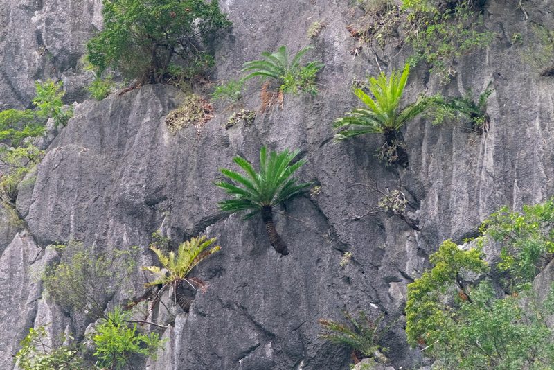 Cycas tropophylla, photographed by Shawn O'Donnell