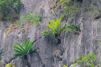 Cycas tropophylla, photographed by Shawn O'Donnell