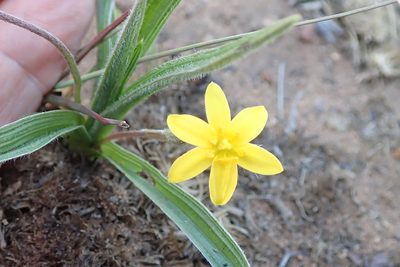 Hypoxis angustifolia, photographed by Peter Warren