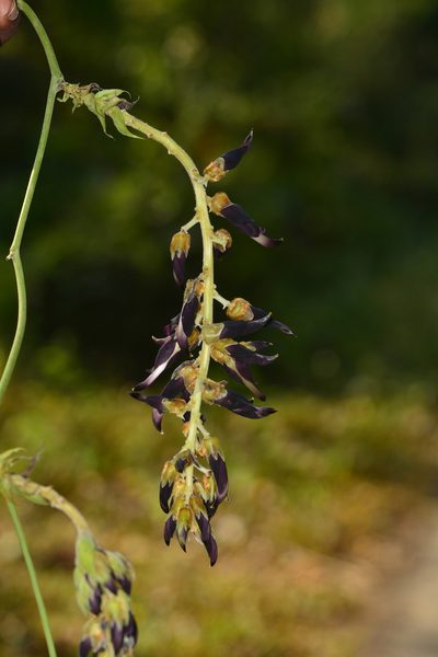 Mucuna bracteata, photographed by S.MORE