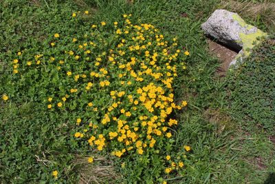 Potentilla ruprechtii, photographed by Dmitriy Bochkov