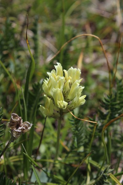 Oxytropis kubanensis, photographed by Dmitriy Bochkov