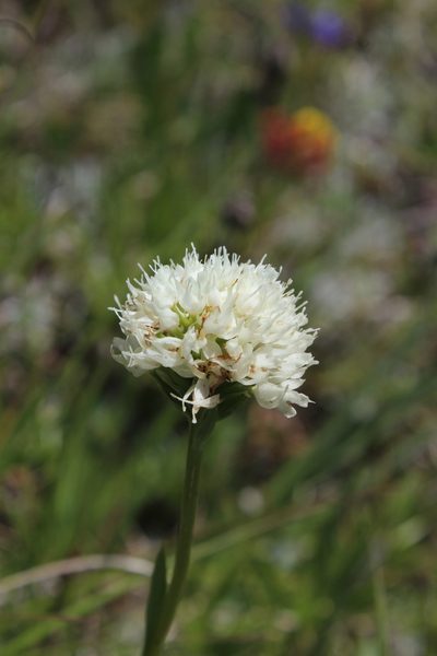 Traunsteinera sphaerica, photographed by Dmitriy Bochkov