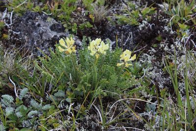 Oxytropis kubanensis, photographed by Dmitriy Bochkov