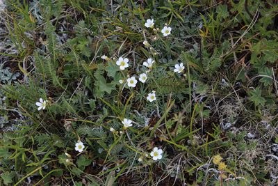 Cherleria circassica, photographed by Dmitriy Bochkov