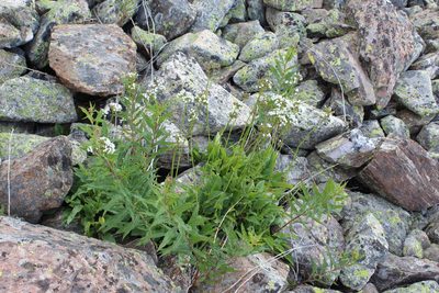 Valeriana alpestris, photographed by Dmitriy Bochkov