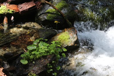 Dolichorrhiza renifolia, photographed by Dmitriy Bochkov
