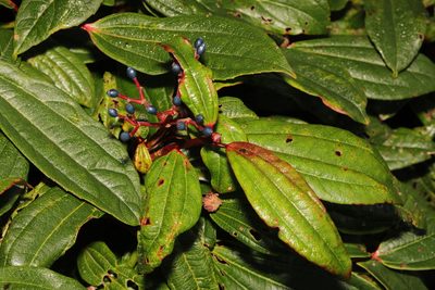 Viburnum davidii, photographed by Stephen James McWilliam
