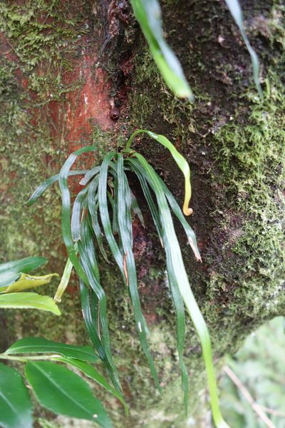 Haplopteris anguste-elongata, photographed by agujaceratops