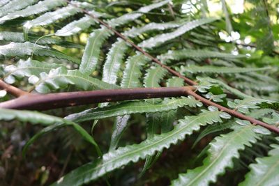 Gymnosphaera podophylla, photographed by agujaceratops