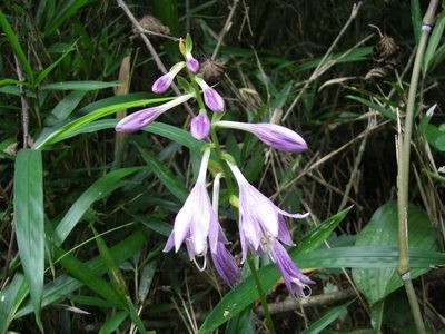 Hosta sieboldii, photographed by Yoshimasa Uchiyama