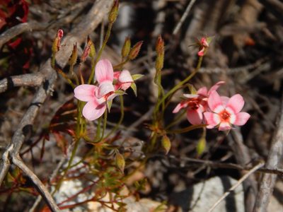 Pelargonium incarnatum, photographed by melda