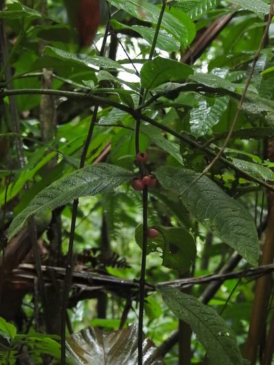 Siparuna grandiflora, photographed by Wouter Koch