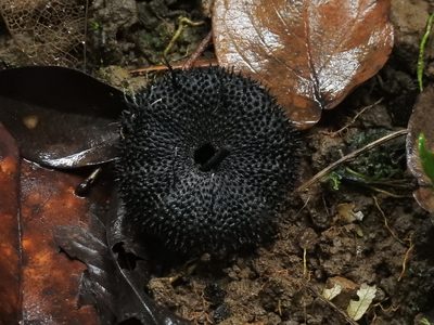 Apeiba membranacea, photographed by Wouter Koch