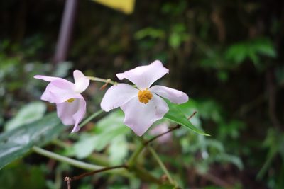 Begonia formosana, photographed by agujaceratops