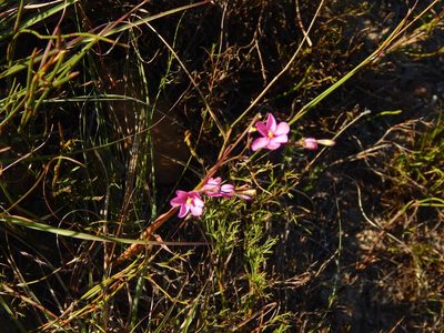 Ixia stricta, photographed by melda