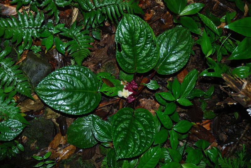 Drymonia turrialvae, photographed by Quentin Groom