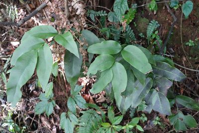 Diplazium lineolatum, photographed by agujaceratops