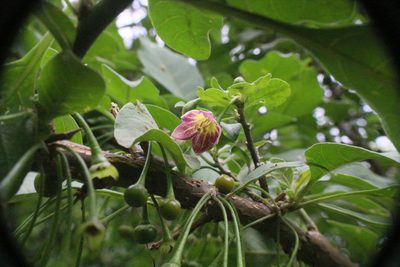 Vassobia breviflora, photographed by Fernando Sessegolo