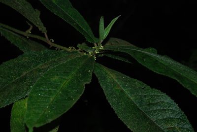 Siparuna grandiflora, photographed by Quentin Groom
