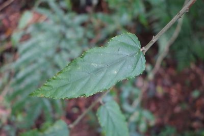 Rubus swinhoei, photographed by agujaceratops