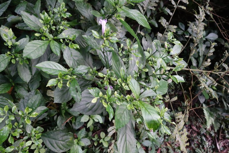Strobilanthes cusia, photographed by agujaceratops