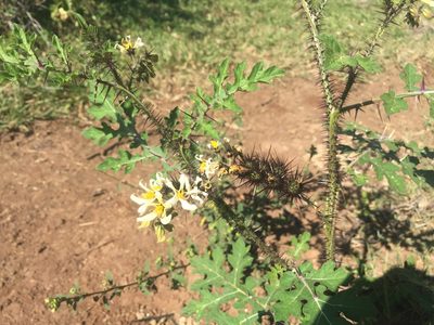 Solanum grayi, photographed by Fredy
