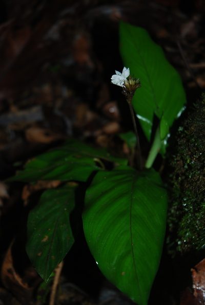 Goeppertia micans, photographed by Quentin Groom