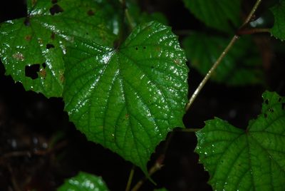 Vitis tiliifolia, photographed by Quentin Groom