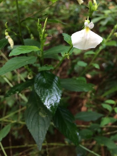 Pombalia communis, photographed by B. Phalan