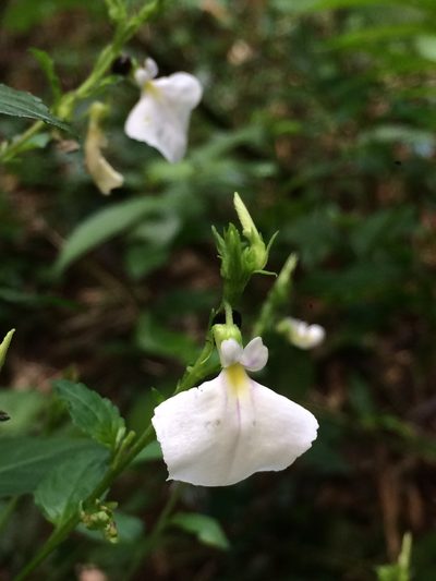 Pombalia communis, photographed by B. Phalan