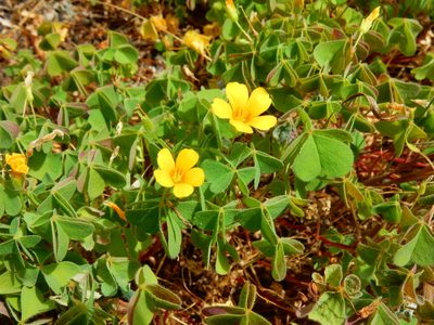 Oxalis suksdorfii, photographed by Ed Alverson