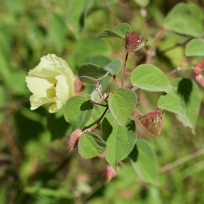 Gossypium klotzschianum, photographed by Bill Levine