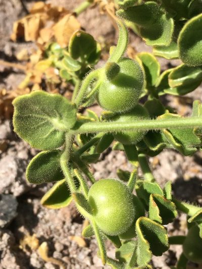 Solanum pennellii, photographed by Matt Berger