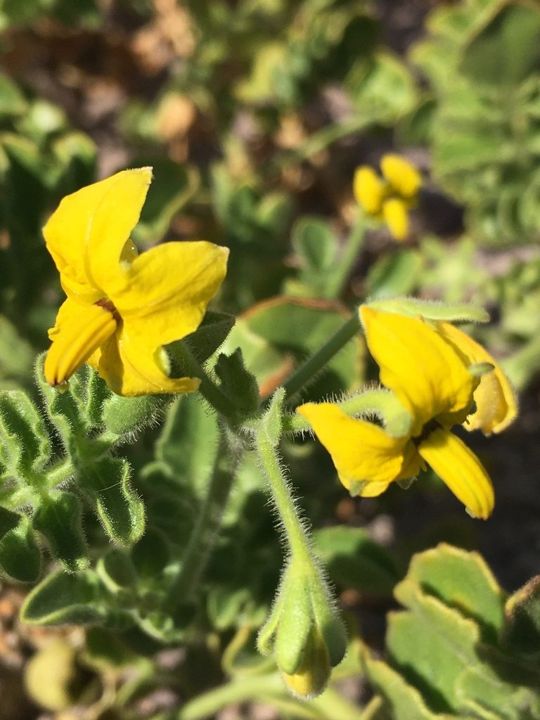 Solanum pennellii, photographed by Matt Berger