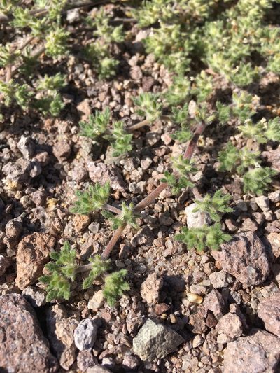 Tiquilia paronychioides, photographed by Matt Berger
