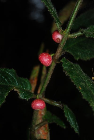Siparuna grandiflora, photographed by Quentin Groom