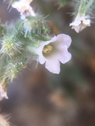 Tiquilia paronychioides, photographed by Matt Berger