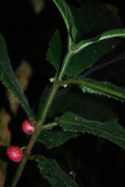 Siparuna grandiflora, photographed by Quentin Groom