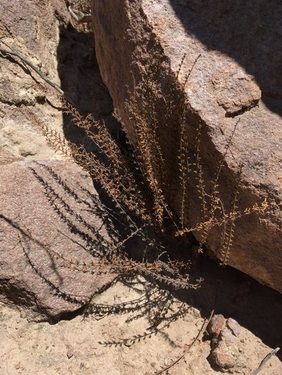 Quechuapteris pruinata, photographed by Matt Berger