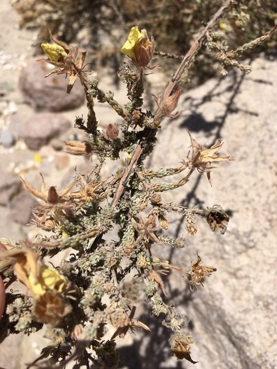 Balbisia microphylla, photographed by Matt Berger