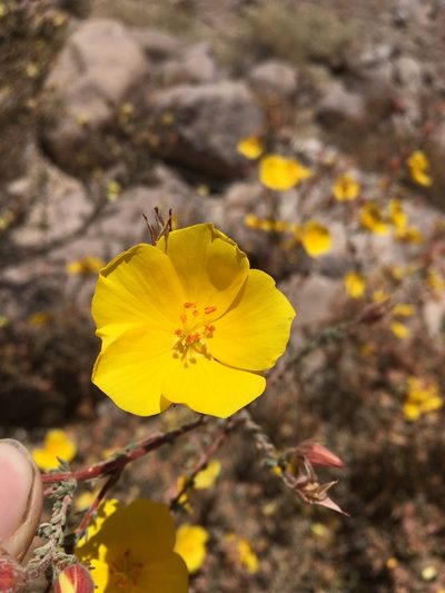 Balbisia microphylla, photographed by Matt Berger