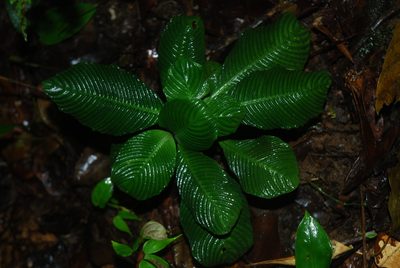 Notopleura polyphlebia, photographed by Quentin Groom