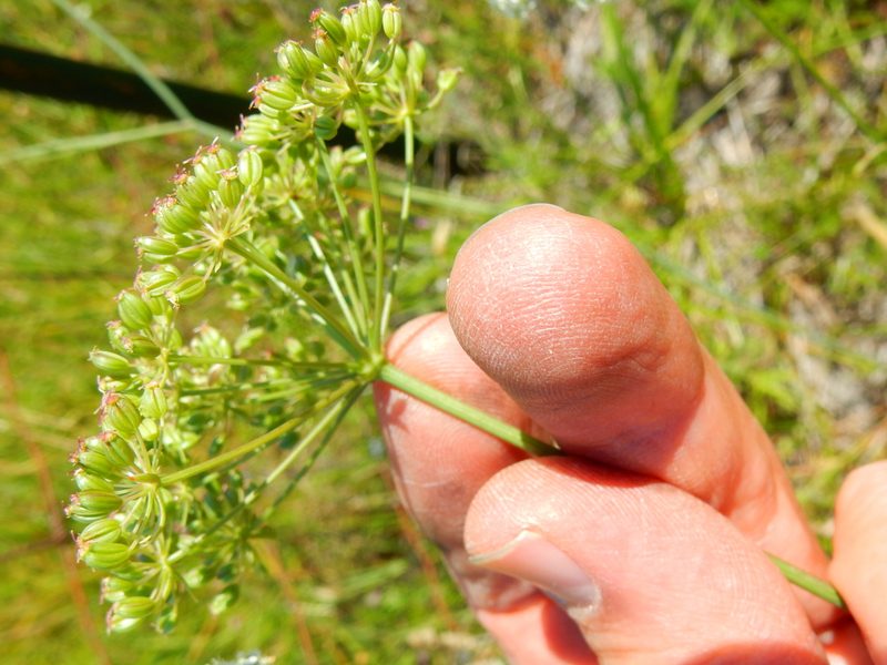 Perideridia oregana, photographed by Ed Alverson