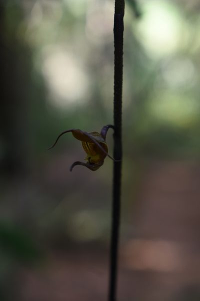 Scaphosepalum antenniferum, photographed by DANIEL ALEJANDRO CHICA BOTERO