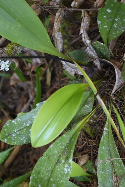 Scaphosepalum antenniferum, photographed by DANIEL ALEJANDRO CHICA BOTERO