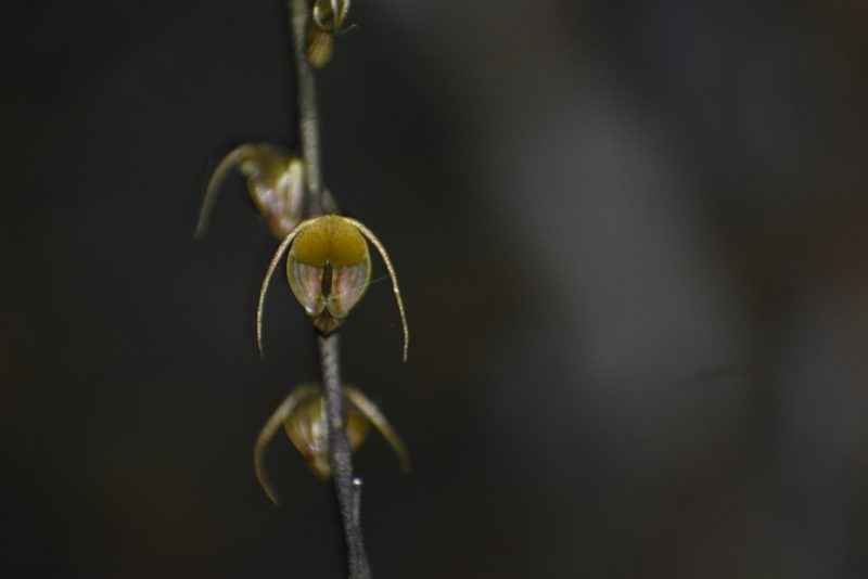 Scaphosepalum antenniferum, photographed by DANIEL ALEJANDRO CHICA BOTERO