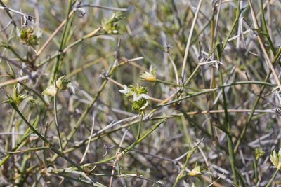 Zygochloa paradoxa, photographed by Kym Nicolson