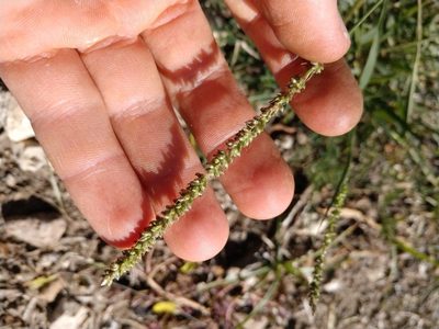 Setaria leucopila, photographed by Cleveland Powell