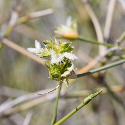 Zygochloa paradoxa, photographed by Kym Nicolson